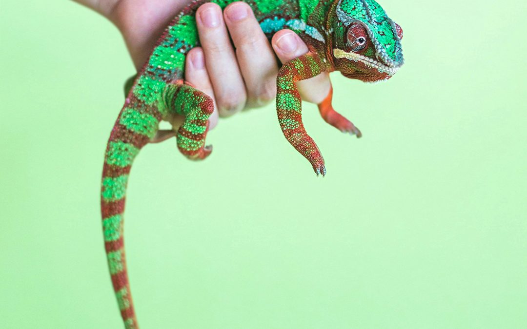 Comment choisir son coach professionnel ?